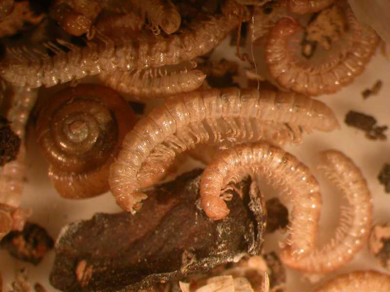 Centipede vs millipede dangerous
